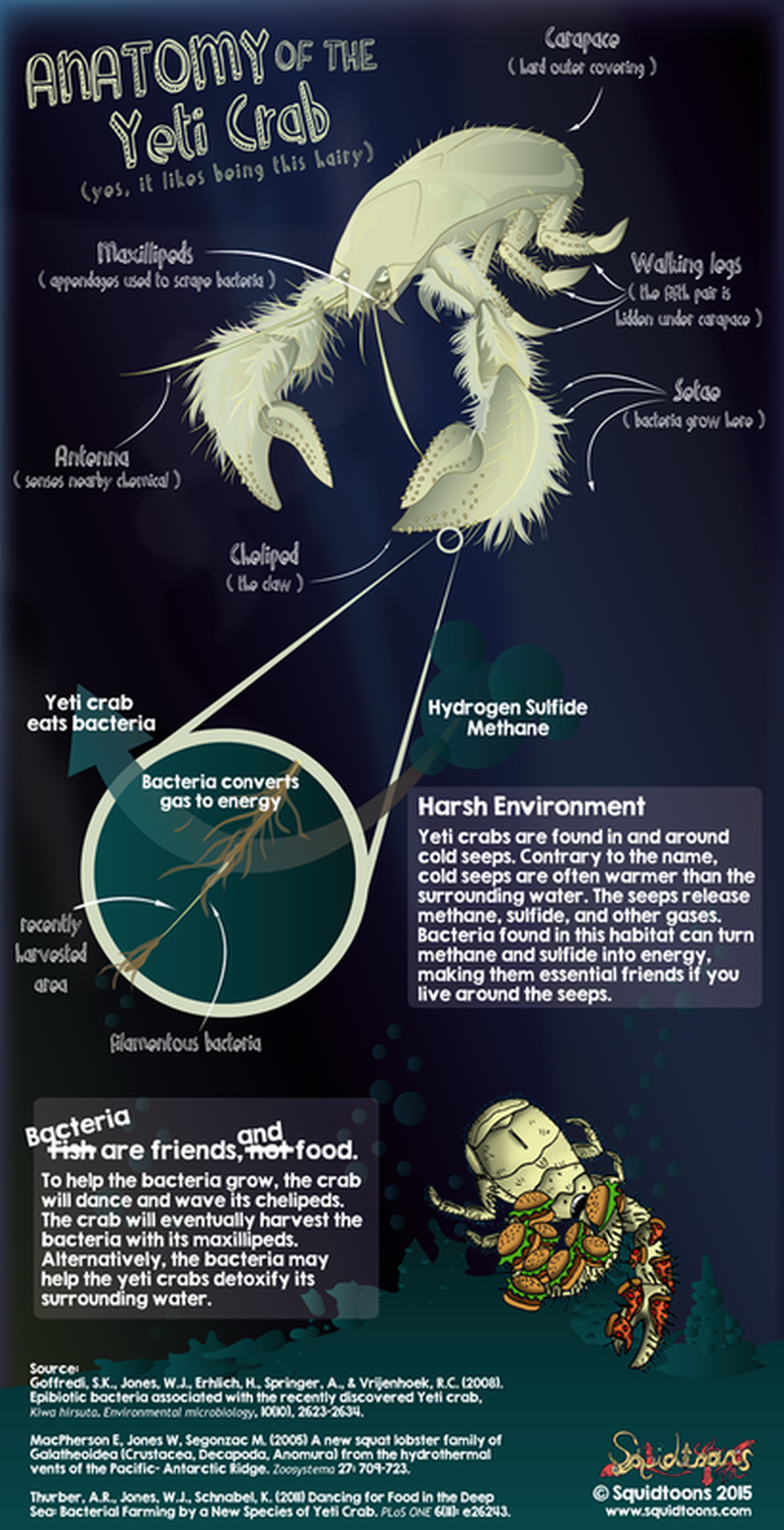 Deep Sea Crustaceans & Sponges - NatureGlo's eScience ...